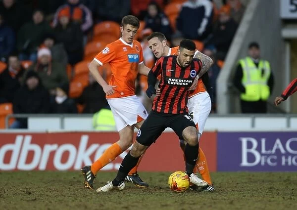 Leon Best in Action: Brighton and Hove Albion vs Blackpool, Sky Bet Championship, Bloomfield Road, 31st January 2015