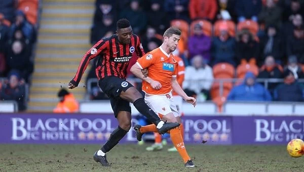 Rohan Ince in Action: Brighton Midfielder Battles in Sky Bet Championship Clash against Blackpool (31st January 2015)