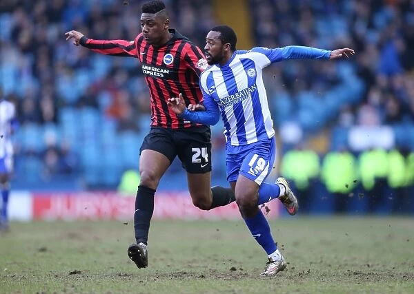 Rohan Ince in Action: Sheffield Wednesday vs. Brighton and Hove Albion, Championship Clash at Hillsborough (14FEB15)