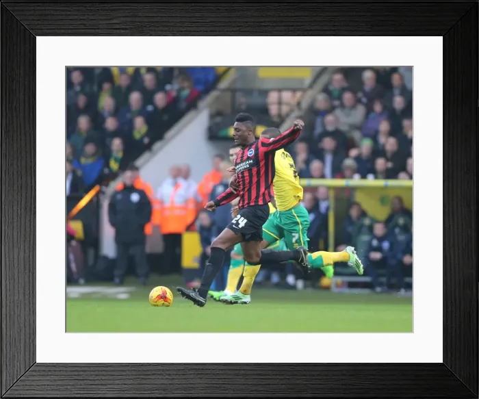 Framed Print : Rohan Ince in Action: Norwich City vs. Brighton and Hove Albion, Carrow Road, November 2014