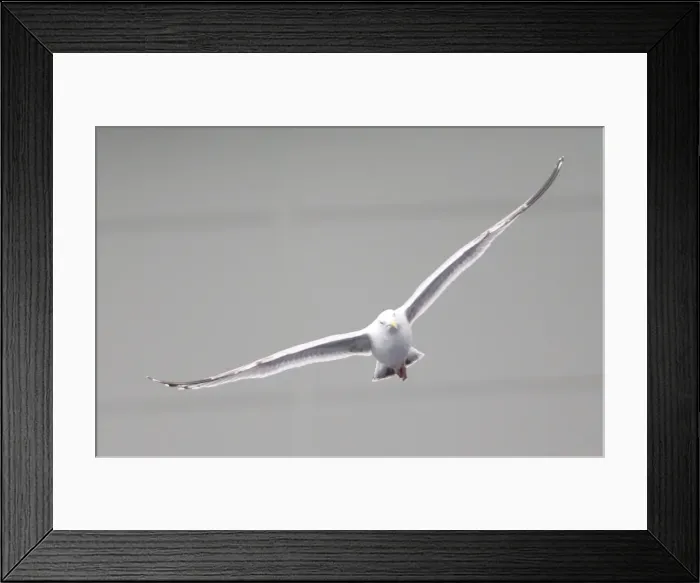 Framed Print : Seagulls Soaring Above the Championship Clash: Brighton & Hove Albion vs. Wolverhampton Wanderers (14MAR15) Framed Print : Seagulls Soaring Above the Championship Clash: Brighton & Hove Albion vs. Wolverhampton Wanderers (14MAR15)