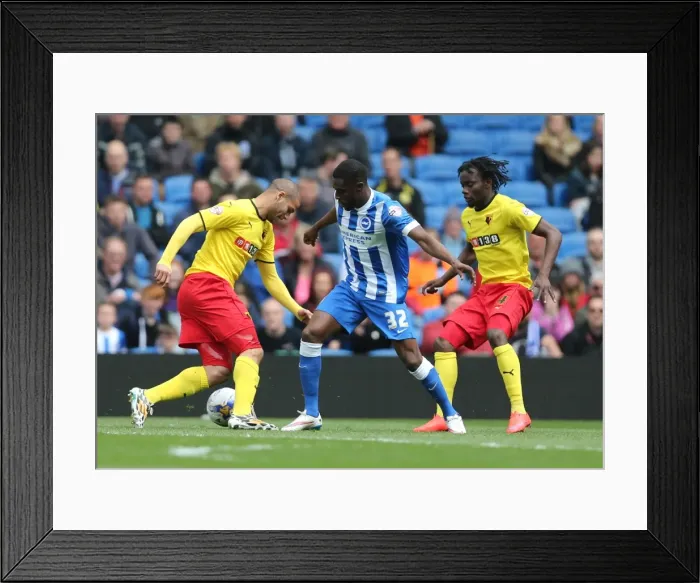 Framed Print : Mustapha Carayol in Action: Brighton and Hove Albion vs. Watford, Sky Bet Championship (25APR15) Framed Print : Mustapha Carayol in Action: Brighton and Hove Albion vs. Watford, Sky Bet Championship (25APR15)