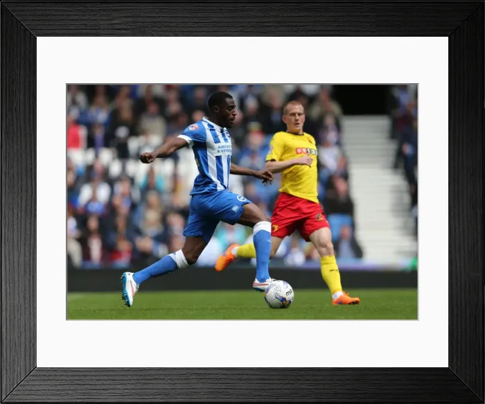Framed Print : Mustapha Carayol in Action: Brighton & Hove Albion vs. Watford (25APR15) Framed Print : Mustapha Carayol in Action: Brighton & Hove Albion vs. Watford (25APR15)