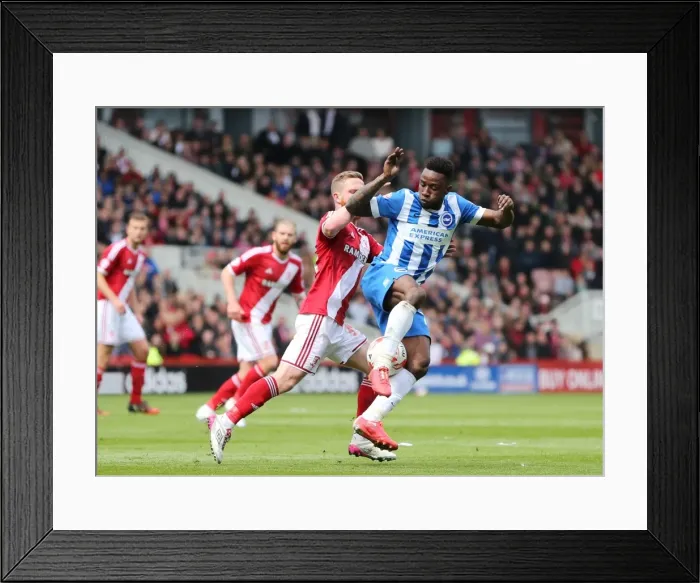 Framed Print : LuaLua's Brilliant Performance: Brighton Triumph Over Middlesbrough in May 2015 Framed Print : LuaLua's Brilliant Performance: Brighton Triumph Over Middlesbrough in May 2015