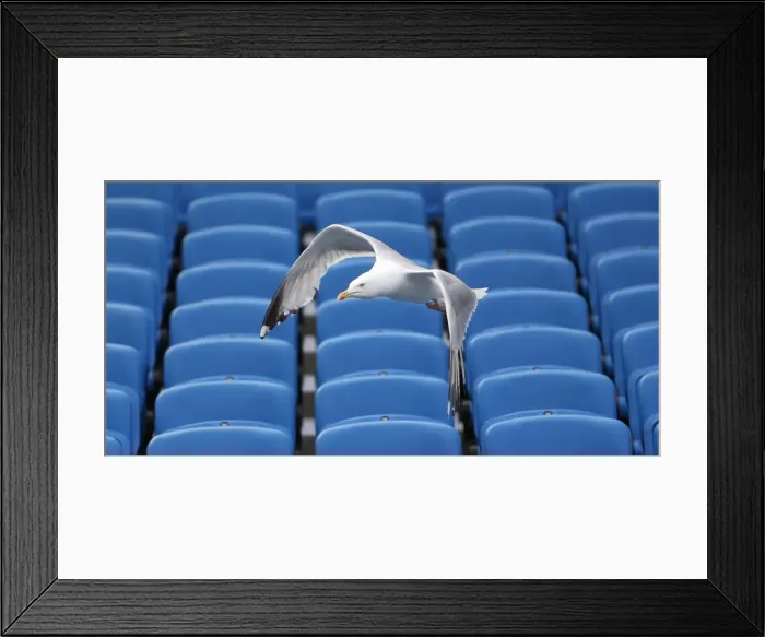 Framed Print : Young Seagulls in Flight: Open Training Session at Brighton & Hove Albion FC (31st July 2015) Framed Print : Young Seagulls in Flight: Open Training Session at Brighton & Hove Albion FC (31st July 2015)