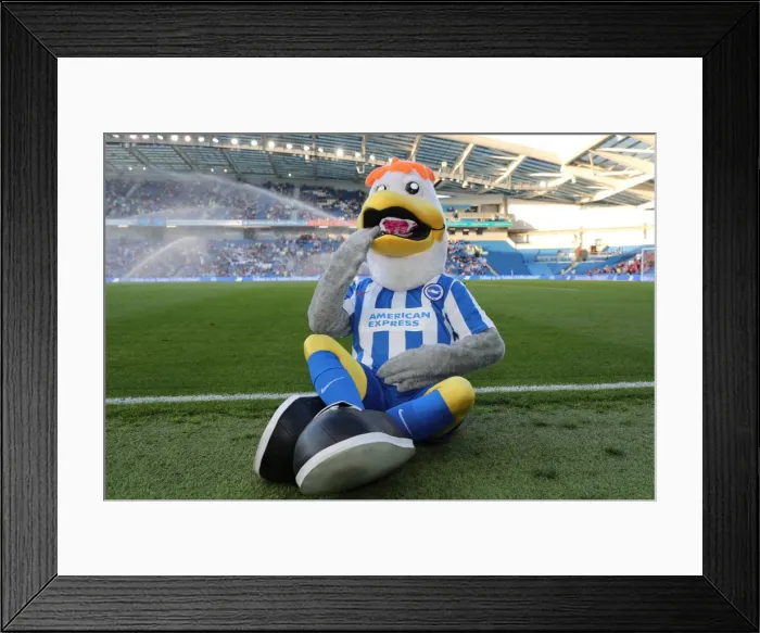Framed Print : Gully of Brighton and Hove Albion Enjoying a Sandwich Break During Their EFL Sky Bet Championship Match Against Nottingham Forest (12th August 2016) Framed Print : Gully of Brighton and Hove Albion Enjoying a Sandwich Break During Their EFL Sky Bet Championship Match Against Nottingham Forest (12th August 2016)