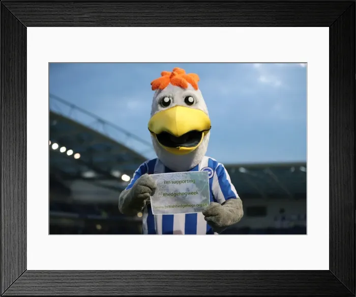 Framed Print : Brighton and Hove Albion v Birmingham City EFL Sky Bet Championship 04APR17 Framed Print : Brighton and Hove Albion v Birmingham City EFL Sky Bet Championship 04APR17