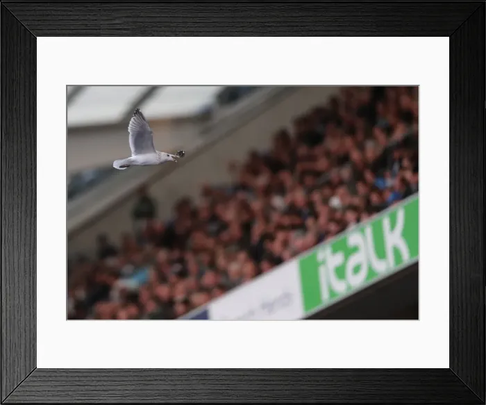 Framed Print : Premier League Showdown: Brighton & Hove Albion vs. Southampton (29OCT17) - American Express Community Stadium Framed Print : Premier League Showdown: Brighton & Hove Albion vs. Southampton (29OCT17) - American Express Community Stadium
