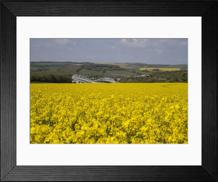 Framed Print : Brighton and Hove Albion's Amex Stadium Amidst Rapeseed Fields, May 2018
