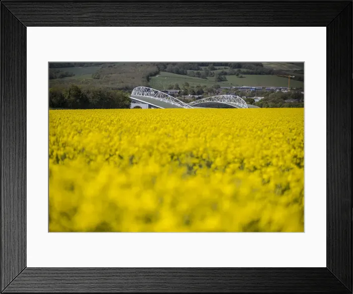Framed Print : Brighton and Hove Albion's Amex Stadium Surrounded by Rapeseed Fields, May 2018