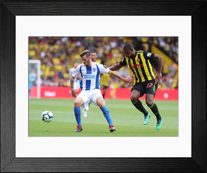 Framed Print : Brighton's Gross Shields Off: Premier League Showdown Between Brighton & Hove Albion and Watford, August 2018 Framed Print : Brighton's Gross Shields Off: Premier League Showdown Between Brighton & Hove Albion and Watford, August 2018
