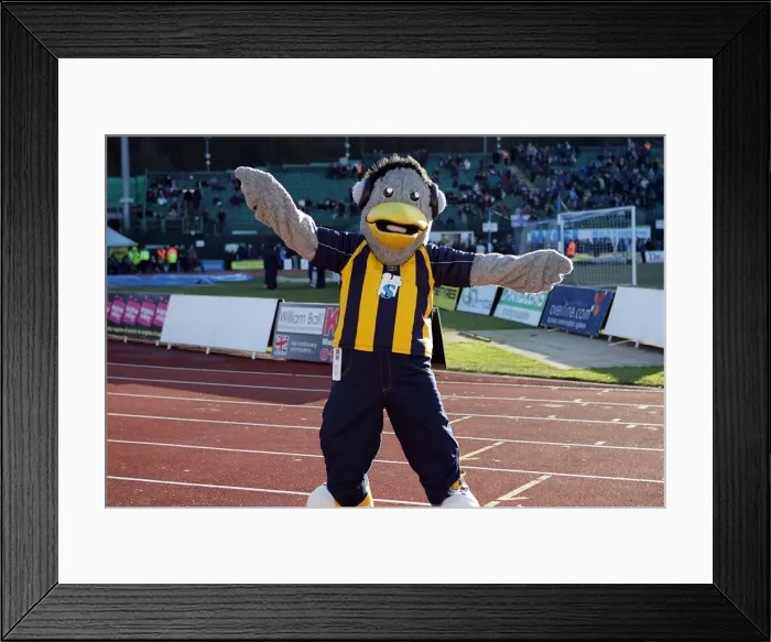 Framed Print : Sammy Framed Print : Sammy