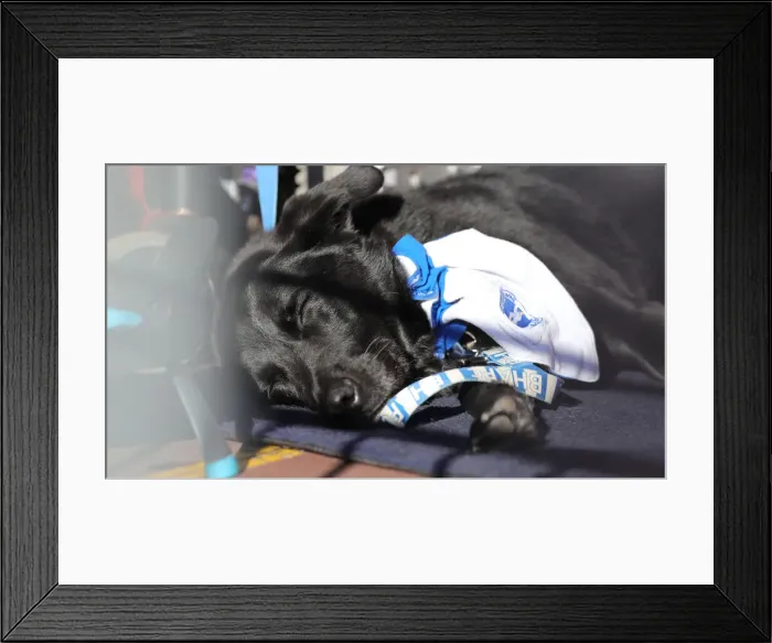Framed Print : Intense Premier League Clash: Liverpool vs. Brighton & Hove Albion at Anfield (30.10.21) Framed Print : Intense Premier League Clash: Liverpool vs. Brighton & Hove Albion at Anfield (30.10.21)
