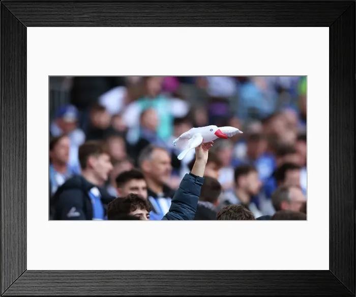 Framed Print : Sea of Albion: FA Cup Semi-Final Showdown at Wembley (23APR23) vs Manchester United Framed Print : Sea of Albion: FA Cup Semi-Final Showdown at Wembley (23APR23) vs Manchester United