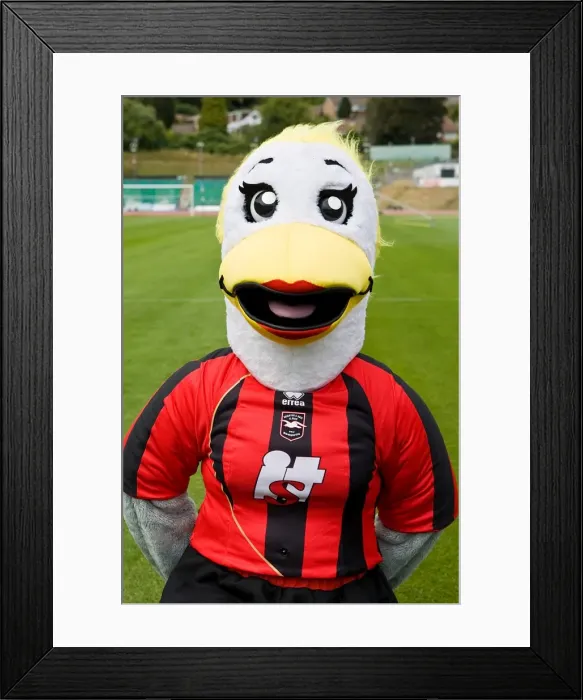Framed Print : Sally Seagull Framed Print : Sally Seagull