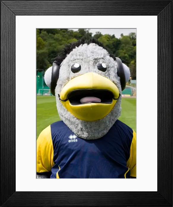 Framed Print : Sammy Seagull Framed Print : Sammy Seagull