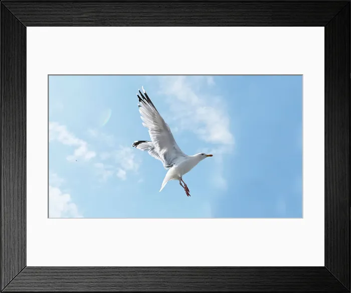 Framed Print : Brighton and Hove Albion v Manchester United Premier League 19MAY24