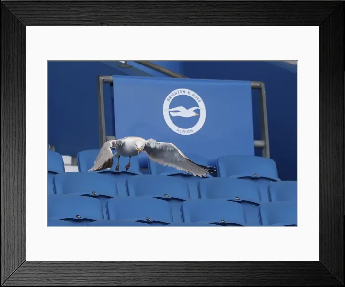 Framed Print : Brighton and Hove Albion v Fulham Premier League 08MAR25 Framed Print : Brighton and Hove Albion v Fulham Premier League 08MAR25