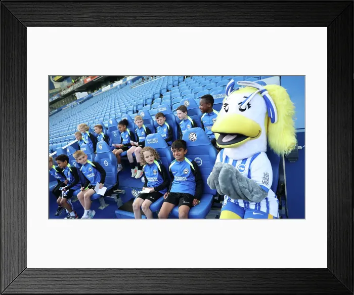Framed Print : Open training session American Express Stadium 15APR25 Framed Print : Open training session American Express Stadium 15APR25