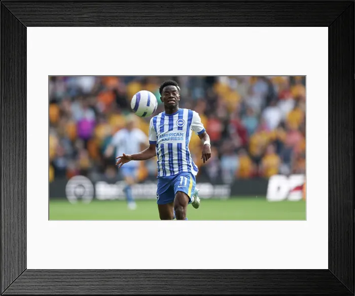 Framed Print : Wolverhampton Wanderers v Brighton and Hove Albion Premier League 10MAY25 Framed Print : Wolverhampton Wanderers v Brighton and Hove Albion Premier League 10MAY25