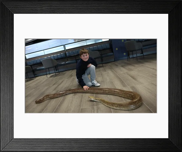 Framed Print : BHAFC OpenTraining Session at the Amex 04APR26 Framed Print : BHAFC OpenTraining Session at the Amex 04APR26