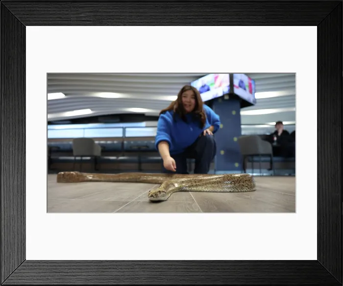 Framed Print : BHAFC OpenTraining Session at the Amex 04APR26 Framed Print : BHAFC OpenTraining Session at the Amex 04APR26