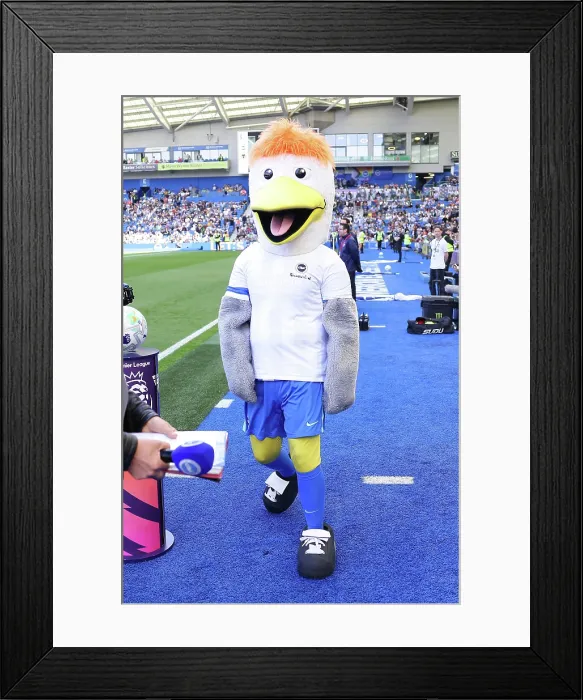 Framed Print : Brighton and Hove Albion v Wolverhampton Wanderers Premier League 09MAY26 Framed Print : Brighton and Hove Albion v Wolverhampton Wanderers Premier League 09MAY26