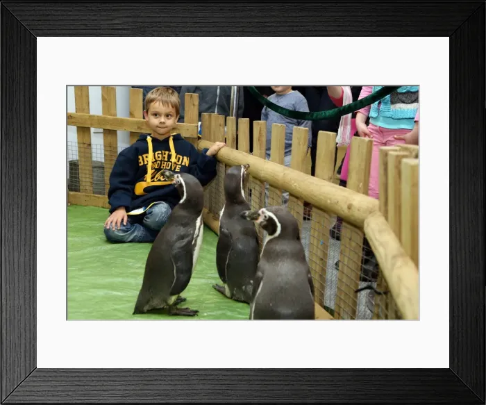 Framed Print : Young Seagulls of Brighton & Hove Albion FC Celebrate a Joyful Christmas Party 2013 Framed Print : Young Seagulls of Brighton & Hove Albion FC Celebrate a Joyful Christmas Party 2013