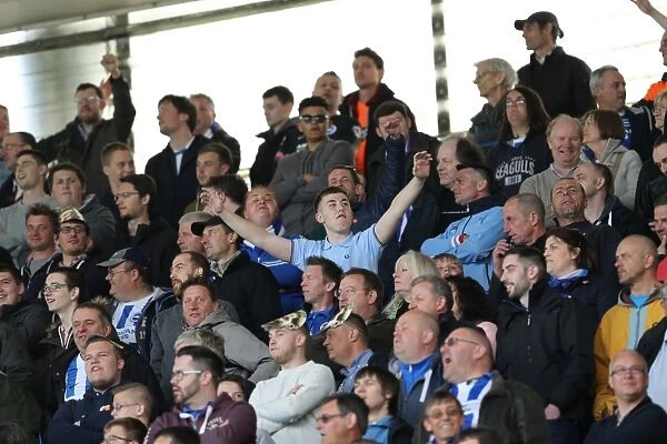 Brighton and Hove Albion Fans Unwavering Support at Middlesbrough Championship Match, May 2015