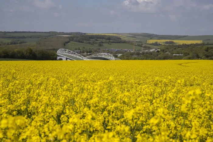 Framed Print : Brighton and Hove Albion's Amex Stadium Amidst Rapeseed Fields, May 2018