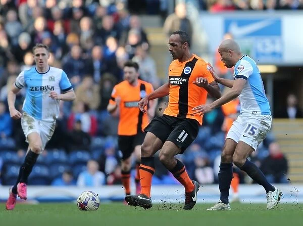 Chris O'Grady in Action: Blackburn Rovers vs. Brighton and Hove Albion, Sky Bet Championship, 21st March 2015