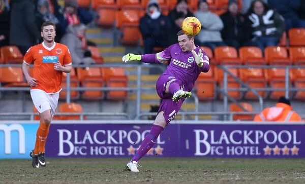 David Stockdale in Action: Brighton and Hove Albion vs. Blackpool, Sky Bet Championship, Bloomfield Road, 31st January 2015