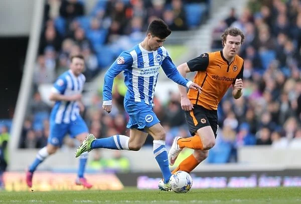 Joao Carlos Teixeira in Action: Brighton Midfielder Fights for Possession against Wolverhampton Wanderers, Sky Bet Championship 2015