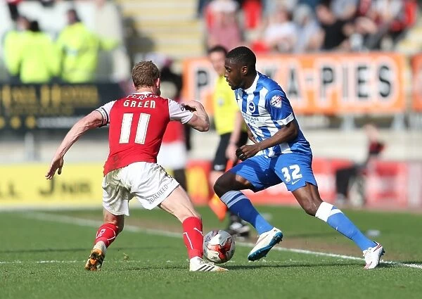 Mustapha Carayol: In Action for Brighton and Hove Albion against Rotherham United (April 6, 2015)
