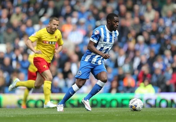 Mustapha Carayol in Action: Brighton & Hove Albion vs. Watford, Sky Bet Championship (25APR15)
