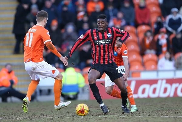Rohan Ince in Action: Blackpool vs. Brighton and Hove Albion, Sky Bet Championship (31st January 2015)