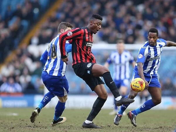 Rohan Ince in Action: Championship Showdown between Sheffield Wednesday and Brighton & Hove Albion (14FEB15)