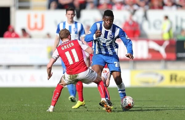 Rohan Ince in Action: Rotherham United vs. Brighton and Hove Albion, Sky Bet Championship, 6th April 2015