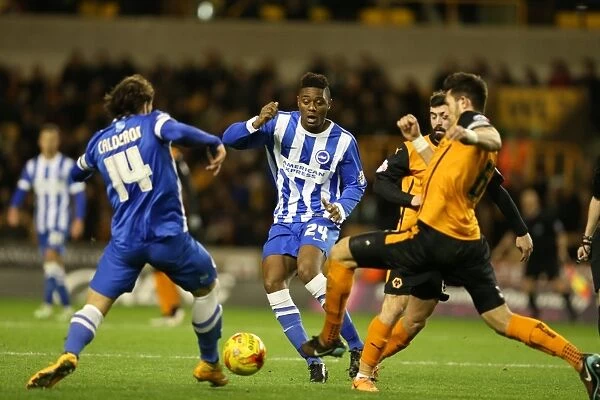 Rohan Ince in Action: Wolverhampton Wanderers vs. Brighton and Hove Albion, Sky Bet Championship, Molineux, 2014