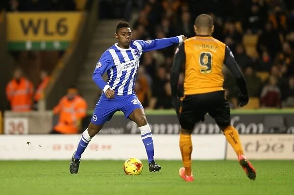 Rohan Ince in Action: Wolverhampton Wanderers vs. Brighton and Hove Albion, Sky Bet Championship, December 2014