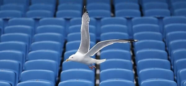Young Seagulls in Flight: Open Training Session at Brighton & Hove Albion FC (July 31, 2015)