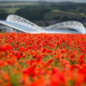 Brighton & Hove Albion: A Peek into The Amex Stadium