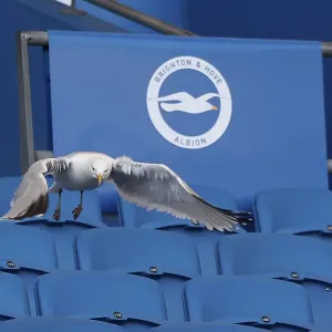 Brighton and Hove Albion v Fulham Premier League 08MAR25 Brighton and Hove Albion v Fulham Premier League 08MAR25