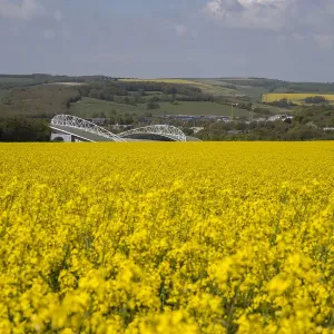 Brighton and Hove Albion's Amex Stadium Amidst Rapeseed Fields, May 2018