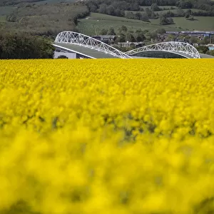 Brighton and Hove Albion's Amex Stadium Surrounded by Rapeseed Fields, May 2018