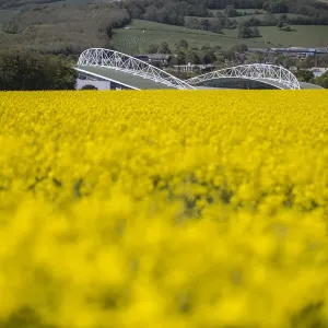 Brighton and Hove Albion's Amex Stadium Surrounded by Rapeseed Fields, May 2018