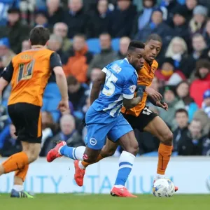 Brighton's LuaLua in Action: Brighton and Hove Albion vs. Wolverhampton Wanderers, Sky Bet Championship, 14th March 2015 Brighton's LuaLua in Action: Brighton and Hove Albion vs. Wolverhampton Wanderers, Sky Bet Championship, 14th March 2015