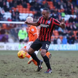 Chris O'Grady in Action: Brighton & Hove Albion vs. Blackpool, Sky Bet Championship (31st January 2015) Chris O'Grady in Action: Brighton & Hove Albion vs. Blackpool, Sky Bet Championship (31st January 2015)