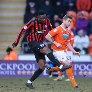Rohan Ince in Action: Brighton Midfielder Battles in Sky Bet Championship Clash against Blackpool (31st January 2015) Rohan Ince in Action: Brighton Midfielder Battles in Sky Bet Championship Clash against Blackpool (31st January 2015)