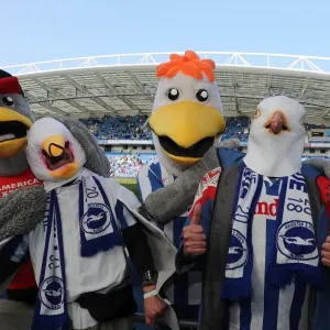 Thrilling EFL Sky Bet Championship Showdown: Brighton & Hove Albion vs. Bristol City at the American Express Community Stadium (29th April 2017)